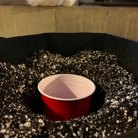 Lemon Pie growlog photo: Setting up the smart pots wi the new CocoLoco medium + 30% perlite, and fashioning out Solo cup sized hole for the seedling to move into 