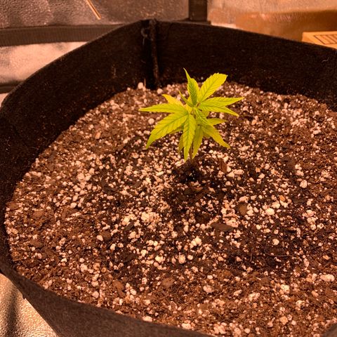 Cherry Blossom CBD growlog photo: 20 mins after transplanting 