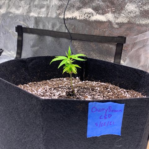 Cherry Blossom CBD growlog photo: 20 mins after transplanting 