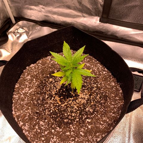 Lemon Pie growlog photo: Lookin good!  No need to water just yet either 