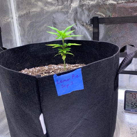 Lemon Pie growlog photo: Lookin good!  No need to water just yet either 