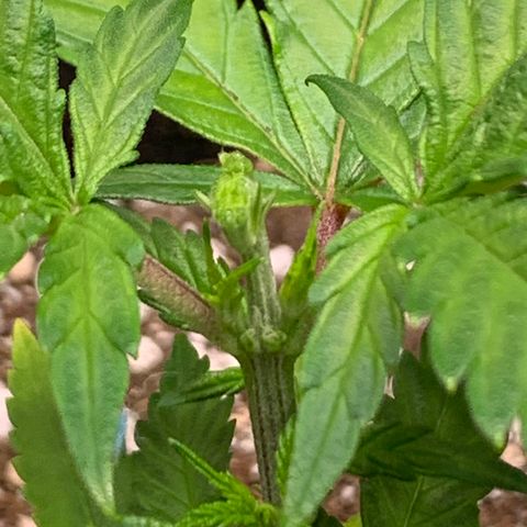 Lemon Pie growlog timeline photo