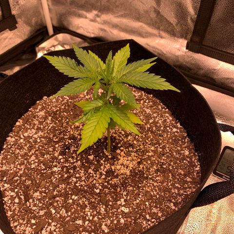 Lemon Pie growlog photo: Before and after FIMing