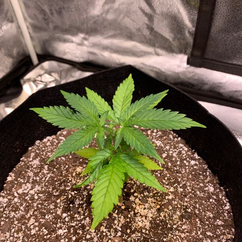Lemon Pie growlog timeline photo