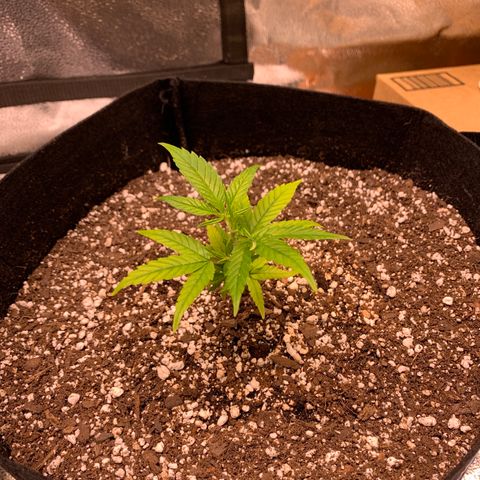 Cherry Blossom CBD growlog photo: Looking maybe a little light stressed?   Those dark veins in the middle 
