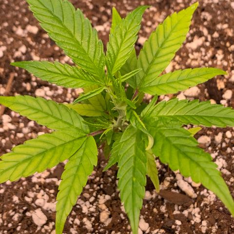 Cherry Blossom CBD growlog photo: Looking maybe a little light stressed?   Those dark veins in the middle 