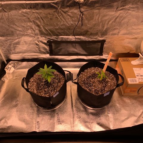 Lemon Pie growlog photo: Helped out the cherry blossom with a little stock to rightside it.  