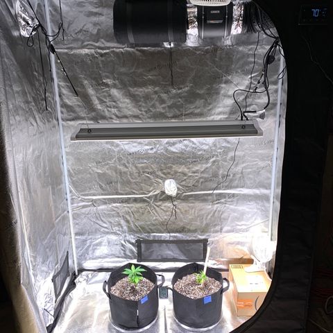Lemon Pie growlog photo: Helped out the cherry blossom with a little stock to rightside it.  