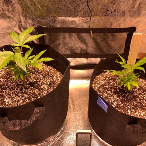 Lemon Pie growlog timeline photo