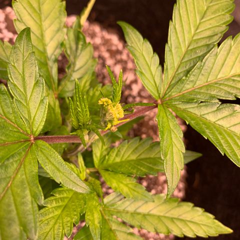 Lemon Pie growlog photo: FIM cut site.  New growth coming in!