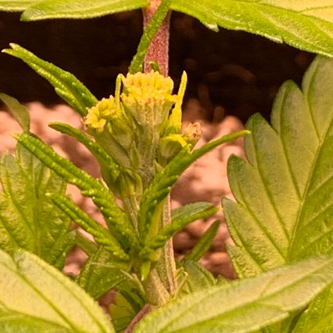 Lemon Pie growlog photo: Cut site 