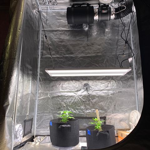 Lemon Pie growlog photo: Lights now About -15” off the canopy 