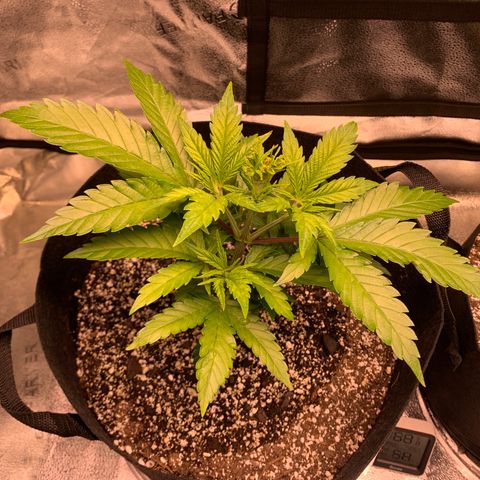 Lemon Pie growlog photo: FMI chop site looking good too