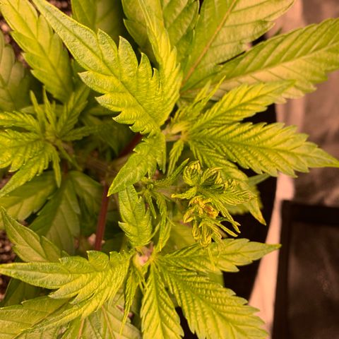 Lemon Pie growlog photo: FMI chop site looking good too