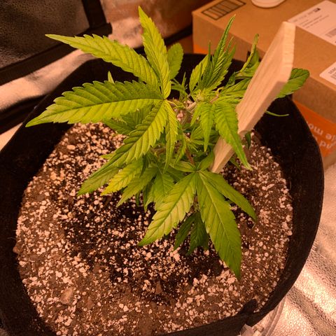 Cherry Blossom CBD growlog photo: She’s made quite the comeback 