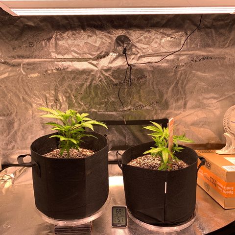 Lemon Pie growlog timeline photo