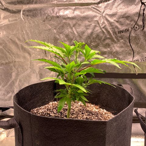 Lemon Pie growlog timeline photo