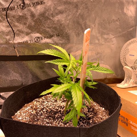 Cherry Blossom CBD growlog timeline photo