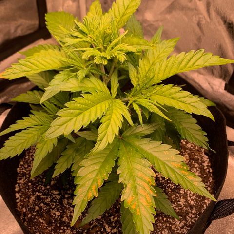 Lemon Pie growlog photo: Looks like a calcium deficiency.  Next set of nutes will have cal mag in there.  She’s still growing like crazy though!  14” from the light at the moment.  Watering tomorrow as it’s still just a little moist 