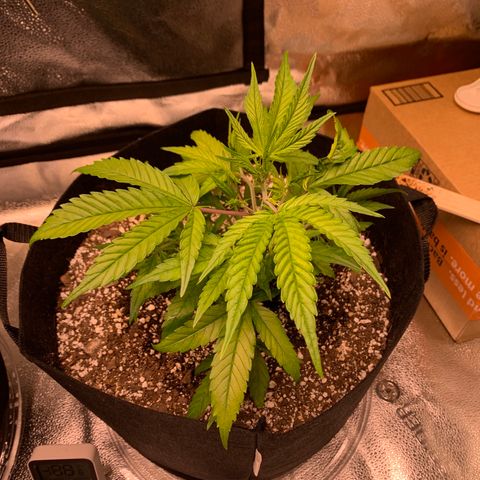 Cherry Blossom CBD growlog photo: She’s come into her own.  Removed the support as she’s standing on her own now.  Lots of bushy grow to below