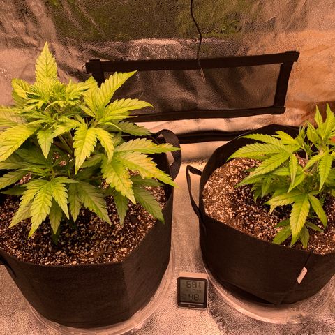 Lemon Pie growlog timeline photo