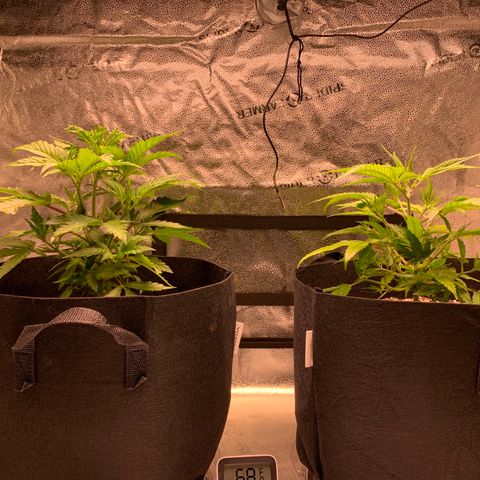 Lemon Pie growlog photo: Lotta bush