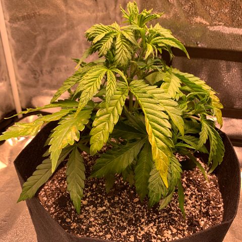 Lemon Pie growlog photo: Looking droopy after todays watering!