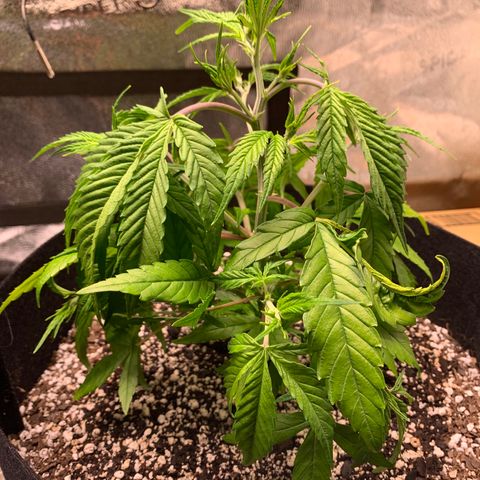 Cherry Blossom CBD growlog photo: Looking droopy after today’s watering!
