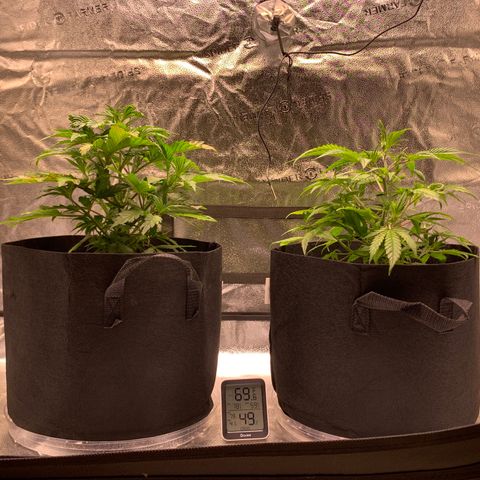 Lemon Pie growlog timeline photo