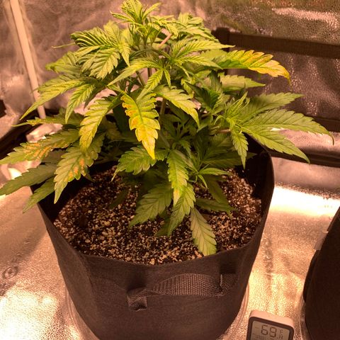 Lemon Pie growlog photo: Droopiness all gone.  Keeping an eye out for calcium issues.