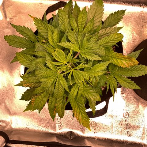 Lemon Pie growlog timeline photo