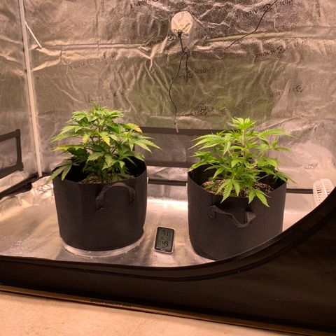 Lemon Pie growlog photo: Still some taco’ing on both plants but not as expressive.  New growth on lemon pie looks fine.  Gonna leave things alone for the moment.  