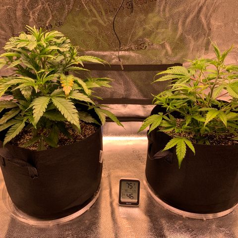 Lemon Pie growlog photo: Basically ok.  Still growing and bushing out 