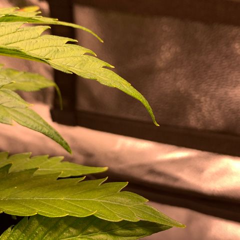 Lemon Pie growlog photo: Watching for signs of mild nute burn.  Notice the light gold on the tips and some tips pointing or clawing.  Otherwise healthy.  