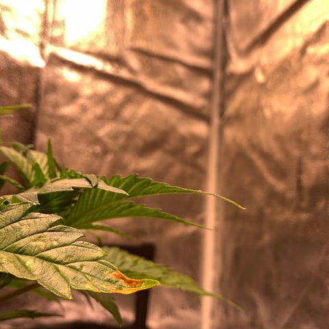 Lemon Pie growlog photo: Watching for signs of mild nute burn.  Notice the light gold on the tips and some tips pointing or clawing.  Otherwise healthy.  