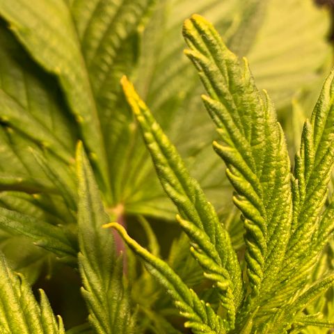 Lemon Pie growlog photo: Watching for signs of mild nute burn.  Notice the light gold on the tips and some tips pointing or clawing.  Otherwise healthy.  