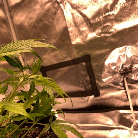 Cherry Blossom CBD growlog photo: Seeing possible signs of mild nute burn.  More clawing on cherry blossom than lemon pie and seeing slight Golding of tips on new growth.  Next watering gets a flush of pHd water