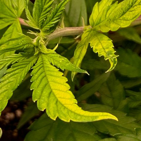 Cherry Blossom CBD growlog photo: Seeing possible signs of mild nute burn.  More clawing on cherry blossom than lemon pie and seeing slight Golding of tips on new growth.  Next watering gets a flush of pHd water