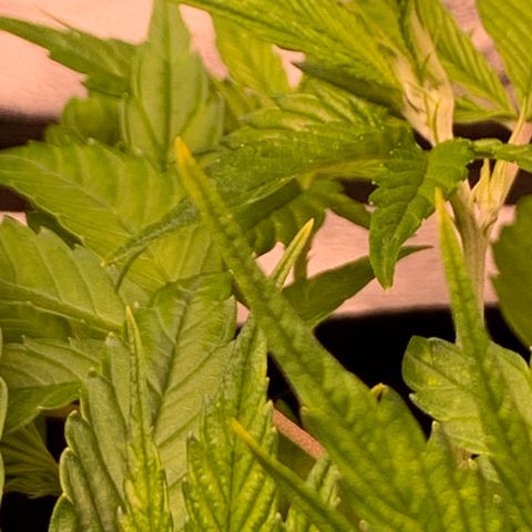 Cherry Blossom CBD growlog photo: Seeing possible signs of mild nute burn.  More clawing on cherry blossom than lemon pie and seeing slight Golding of tips on new growth.  Next watering gets a flush of pHd water