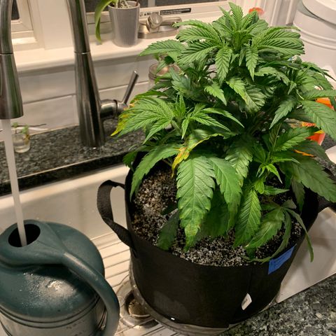 Lemon Pie growlog photo: The flush!