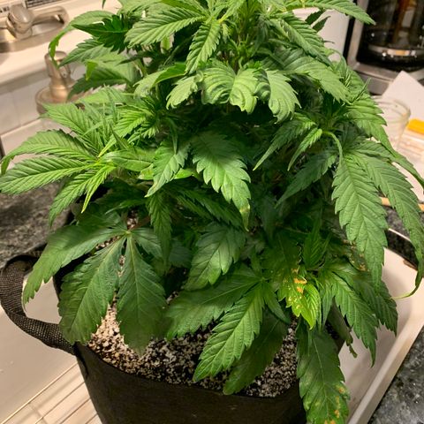 Lemon Pie growlog photo: The flush!