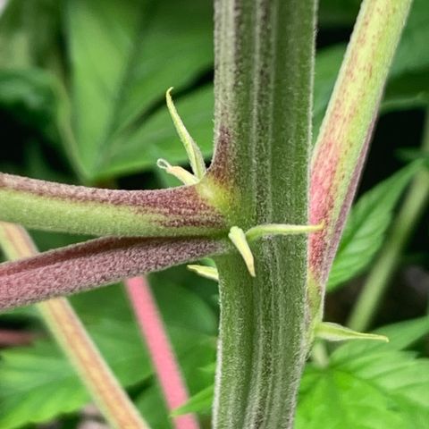 Cherry Blossom CBD growlog photo: It’s a girl!