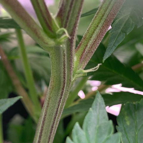 Lemon Pie growlog photo: It’s a girl!