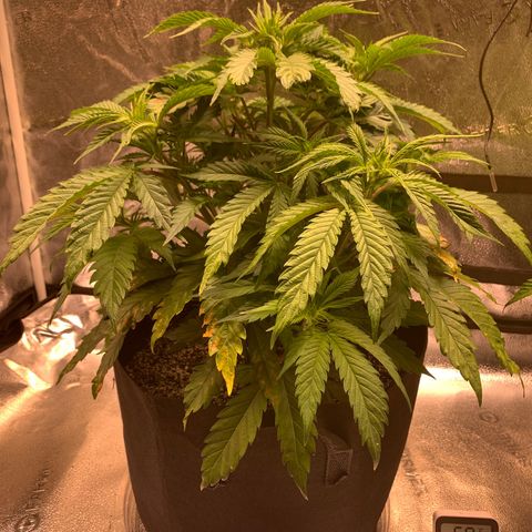 Lemon Pie growlog photo: Still growing and looking ok overal.  Taco’ing still here and not sure why.  Going to go with plain pH’d water for today’s watering 