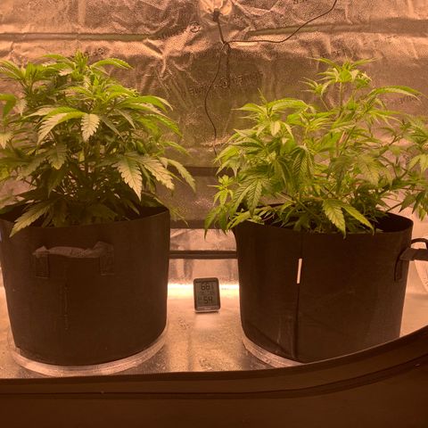 Lemon Pie growlog timeline photo