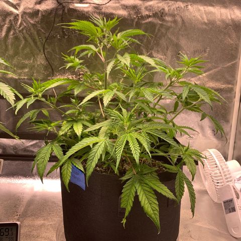 Cherry Blossom CBD growlog timeline photo
