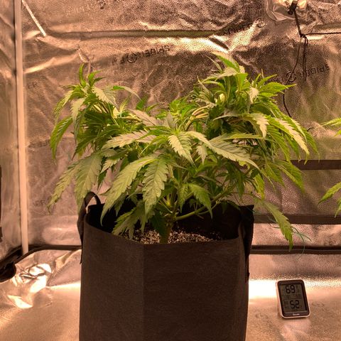 Lemon Pie growlog photo: Defoliated a little and applied LST