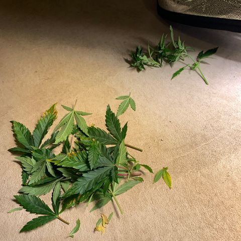 Lemon Pie growlog timeline photo