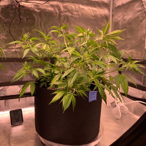 Cherry Blossom CBD growlog photo: Defoliated a little (this plant is leggy already) and applied LST
