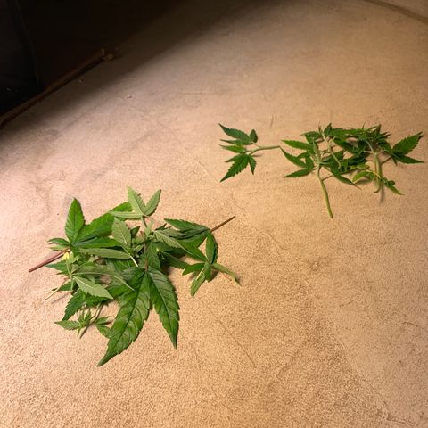 Cherry Blossom CBD growlog photo: Defoliated a little (this plant is leggy already) and applied LST